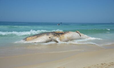 animais mortos em praias - Petrobras