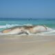 animais mortos em praias - Petrobras