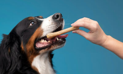 Afinal, cachorro pode ou não pode comer carne de churrasco