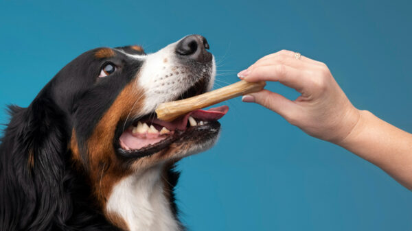 Afinal, cachorro pode ou não pode comer carne de churrasco