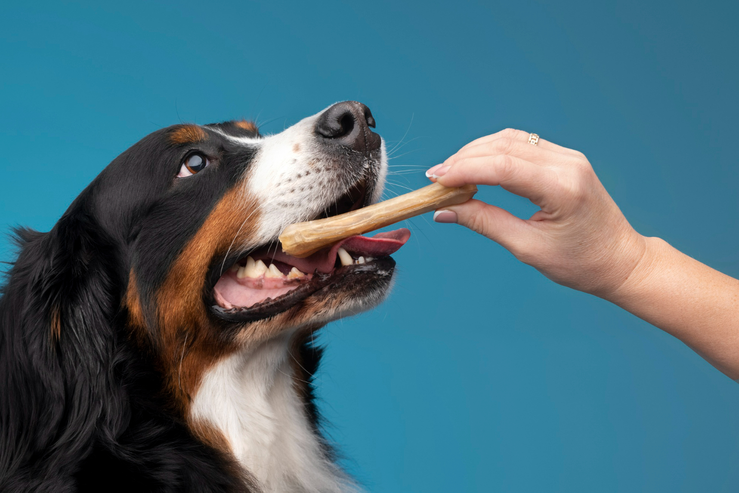 Afinal, cachorro pode ou não pode comer carne de churrasco