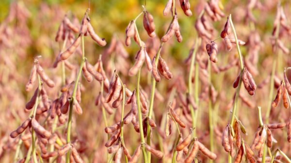 AgroBrasília 2023 - Divulgação