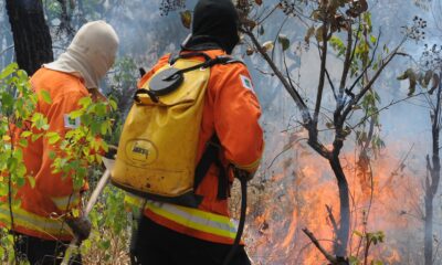 Brigadista Florestal