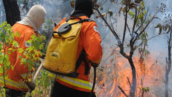 Brigadista Florestal