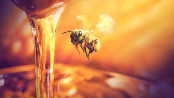 Benefícios do mel para o organismo