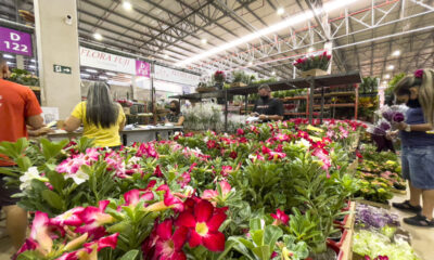 Flores Dia das Mães