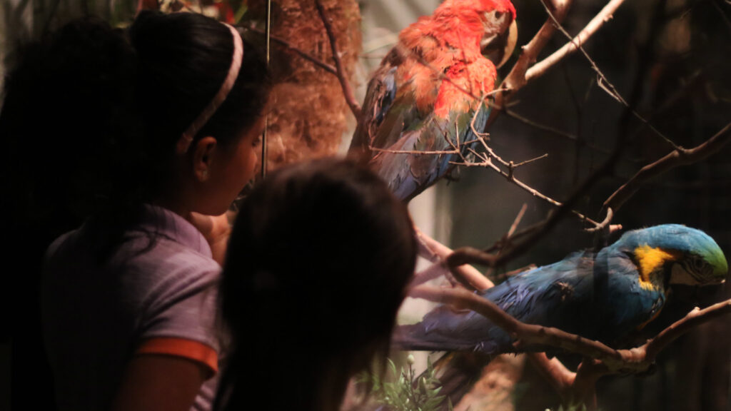 Zoo Noturno - Zoológico de Brasília