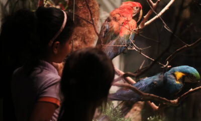 Zoo Noturno - Zoológico de Brasília