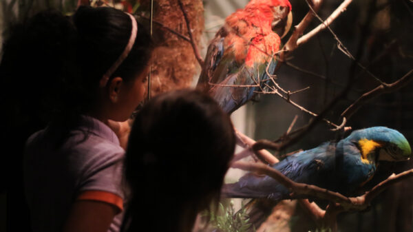 Zoo Noturno - Zoológico de Brasília