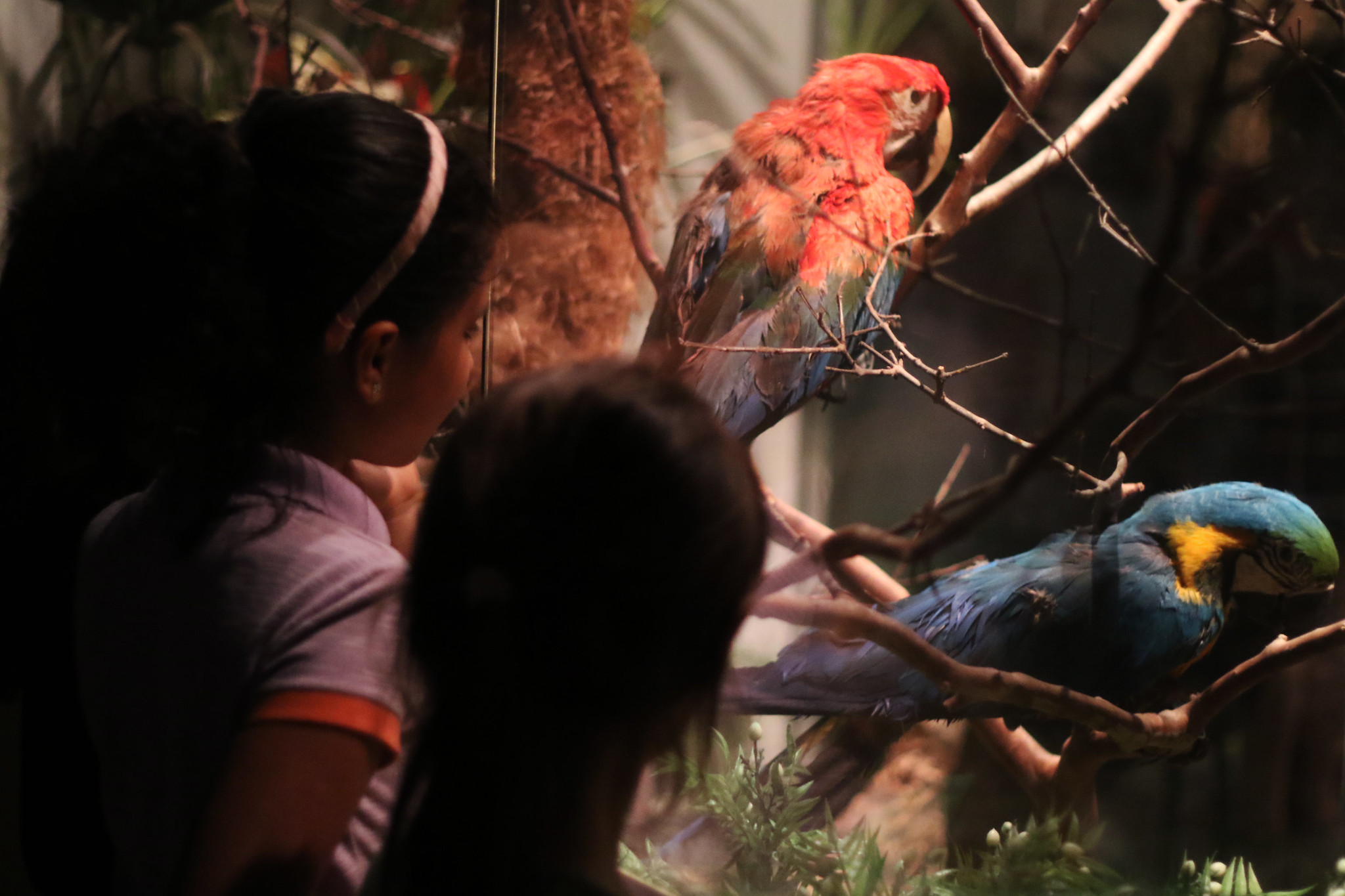 Zoo Noturno - Zoológico de Brasília