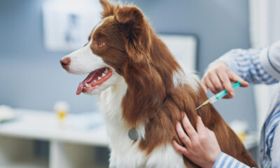 Vacinação antirrábica de cães e gatos