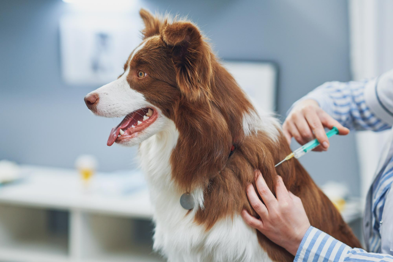 Vacinação antirrábica de cães e gatos