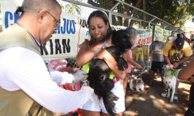 Vacinação cães e gatos DF