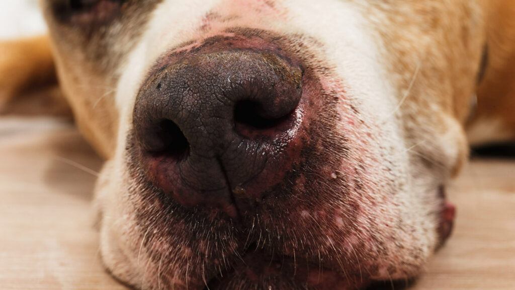 verminoses cães e gatos