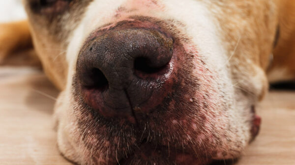 verminoses cães e gatos