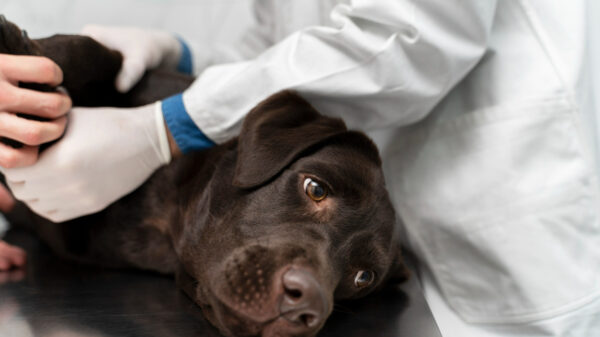 Castração cães GDF