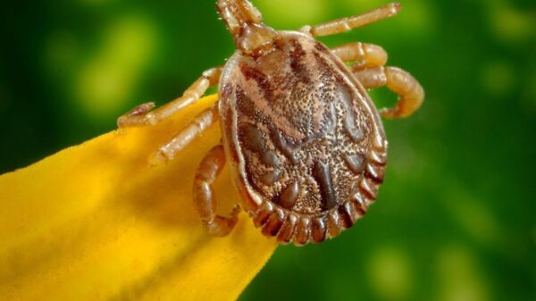 febre maculosa carrapato estrela