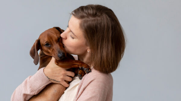 Como combater a infestação de pulgas em seus animais de estimação