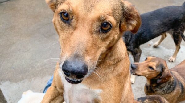ONG Paraíso dos Focinhos Rio de Janeiro