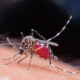 Aedes aegypti