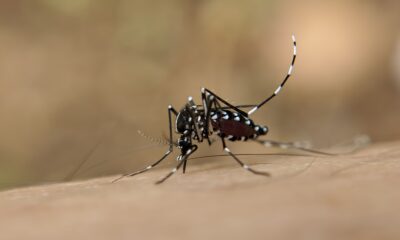 Aedes aegypti mortes por dengue Brasil 2023