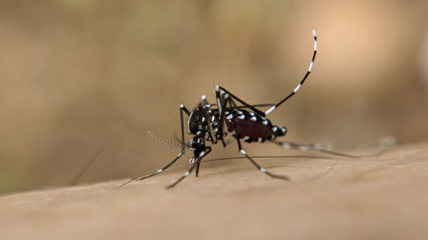 Aedes aegypti mortes por dengue Brasil 2023