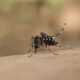 Aedes aegypti mortes por dengue Brasil 2023