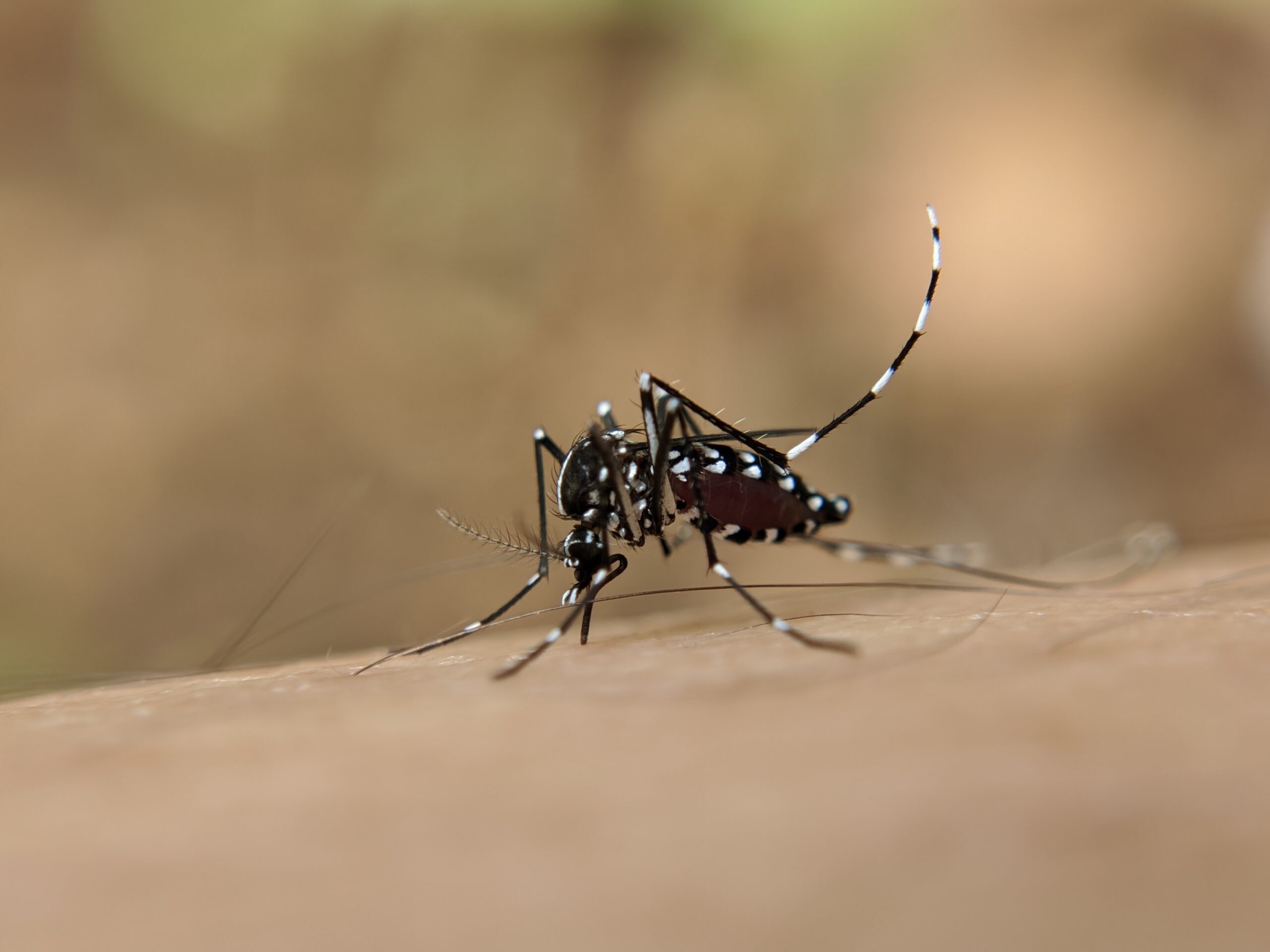 Aedes aegypti mortes por dengue Brasil 2023