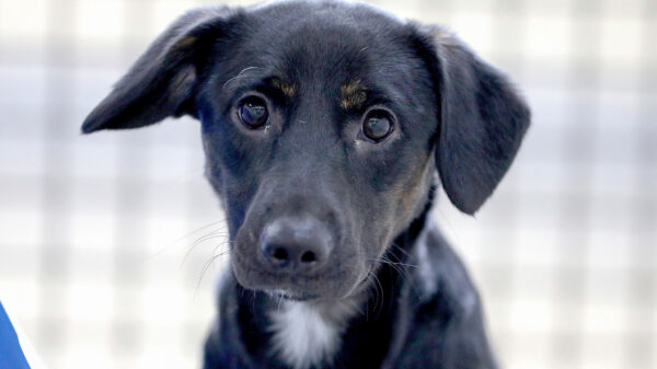 Zoonoses adoção de animais