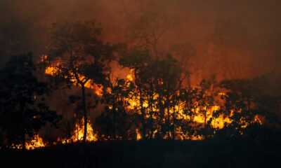 Monitor do Fogo - queimadas - incêndios florestais