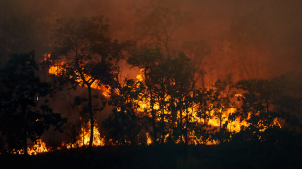 Monitor do Fogo - queimadas - incêndios florestais
