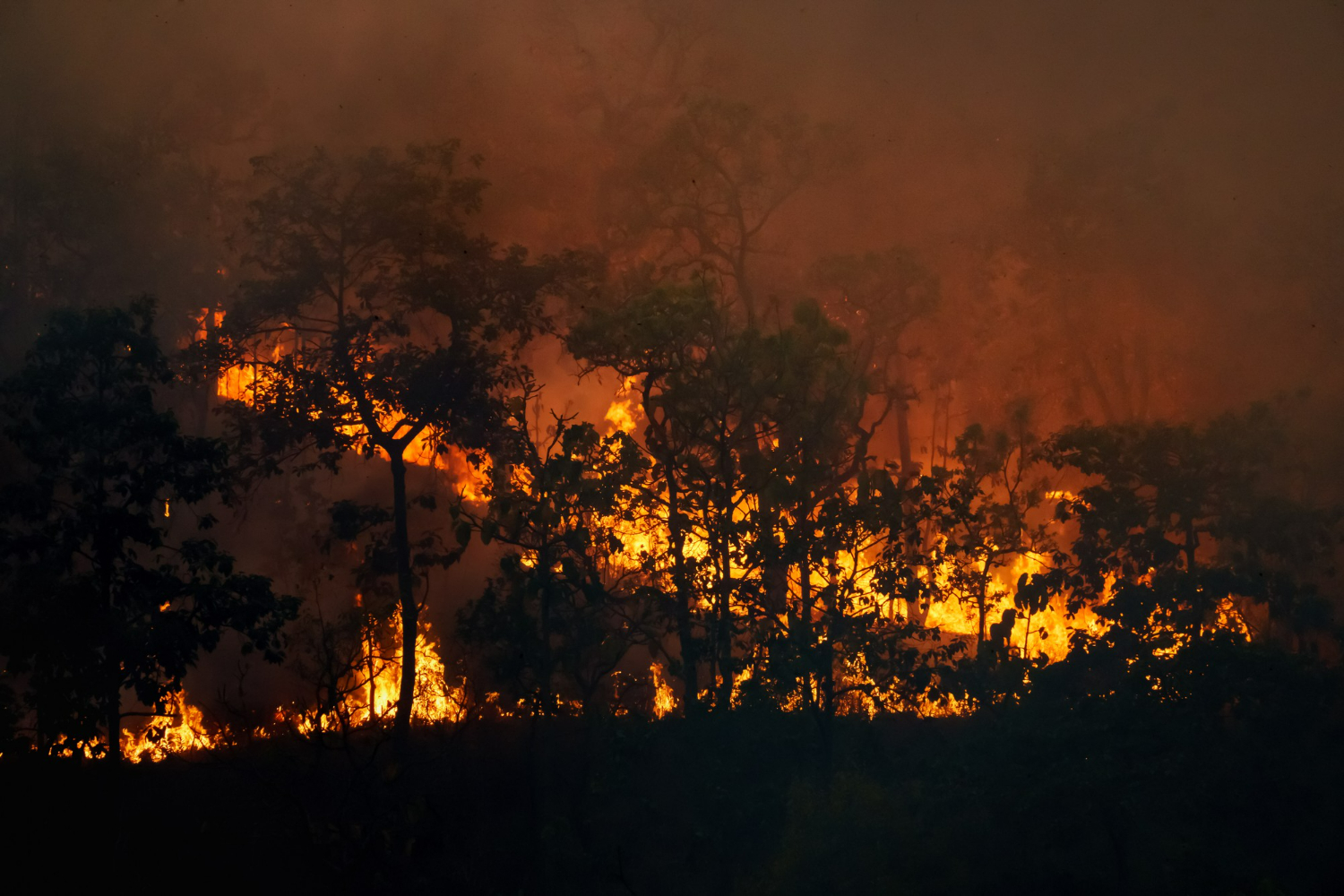 Monitor do Fogo - queimadas - incêndios florestais
