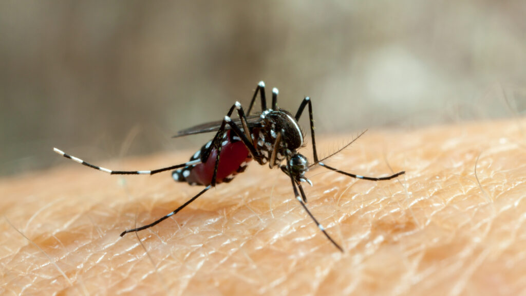 aumento de casos de dengue DF