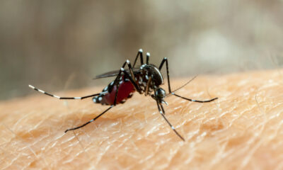 aumento de casos de dengue DF