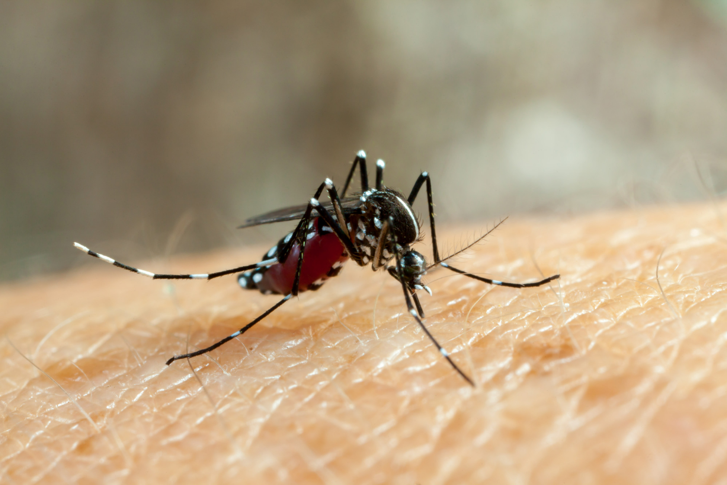 aumento de casos de dengue DF
