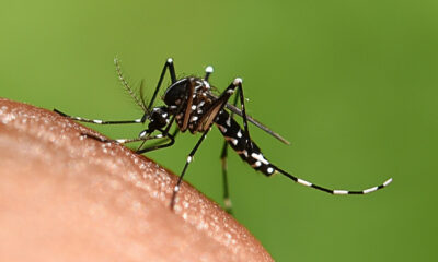 Dengue mosquito Aedes aegypti