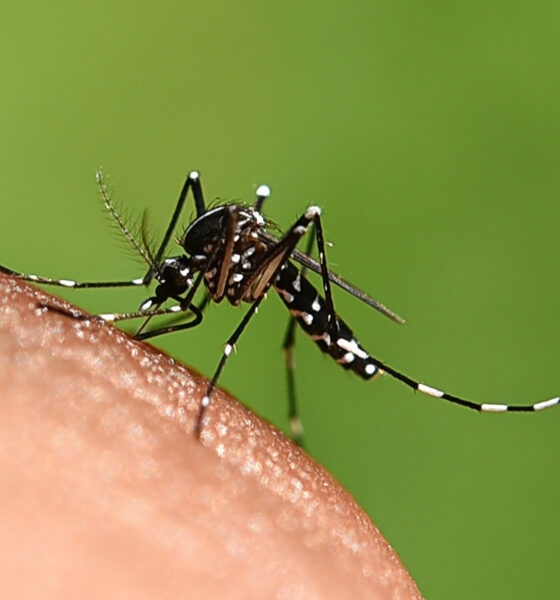 Dengue mosquito Aedes aegypti