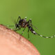 Dengue mosquito Aedes aegypti