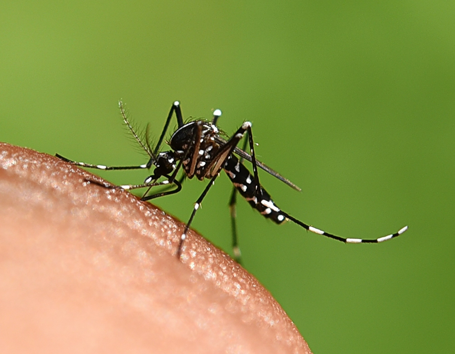 Dengue mosquito Aedes aegypti