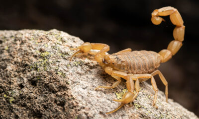 animais peçonhentos