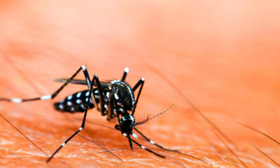 dengue Aedes