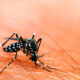 dengue Aedes