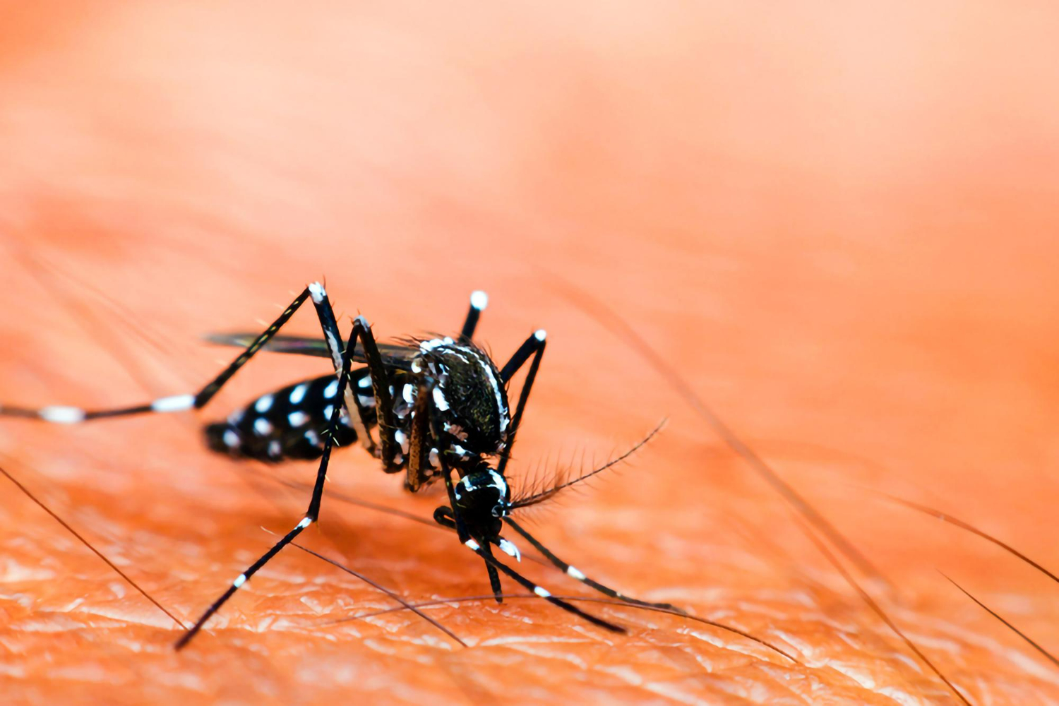 dengue Aedes