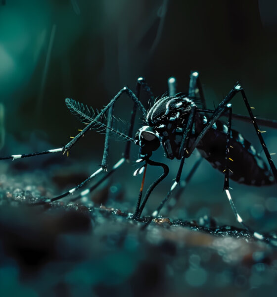 Combate à dengue GDF