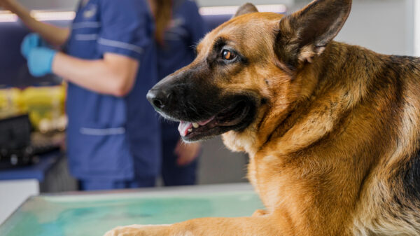 Câncer de mama cadela