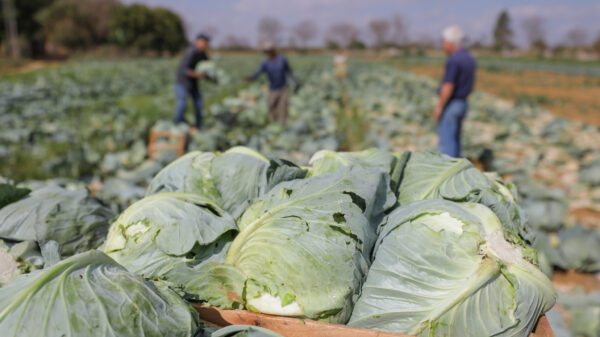 agricultura familiar DF