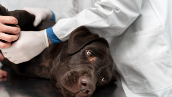 câncer de próstata em pets