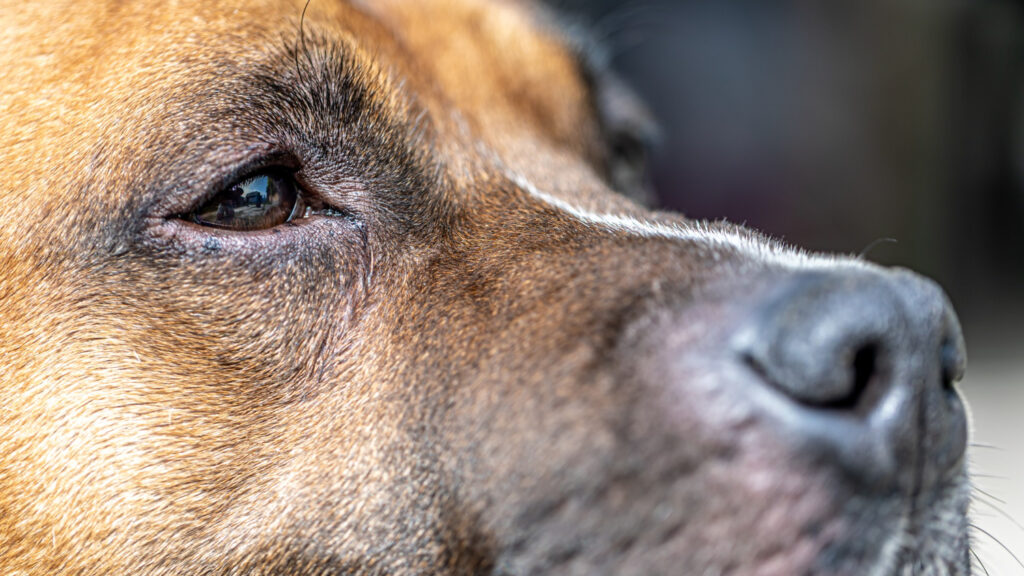 glaucoma em animais