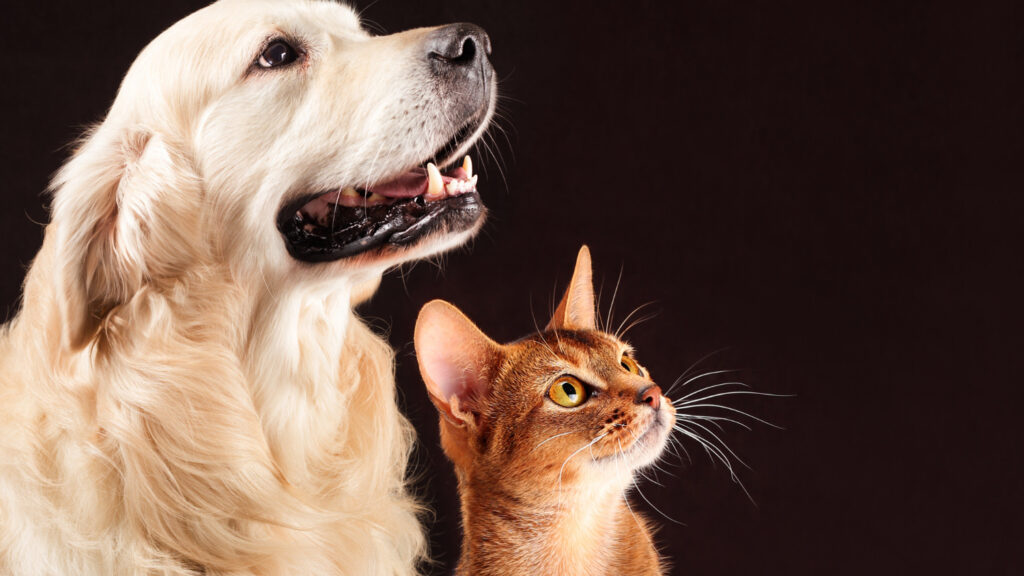 guia Royal Canin