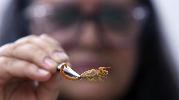 animais peçonhentos